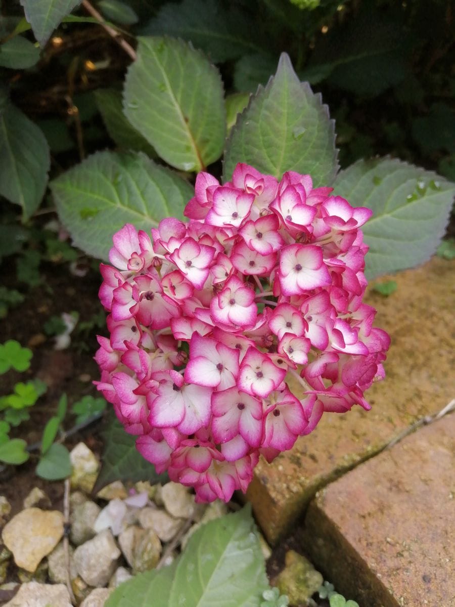 花屋さんに並んでいるような豪華な仕立ての紫陽花を作る