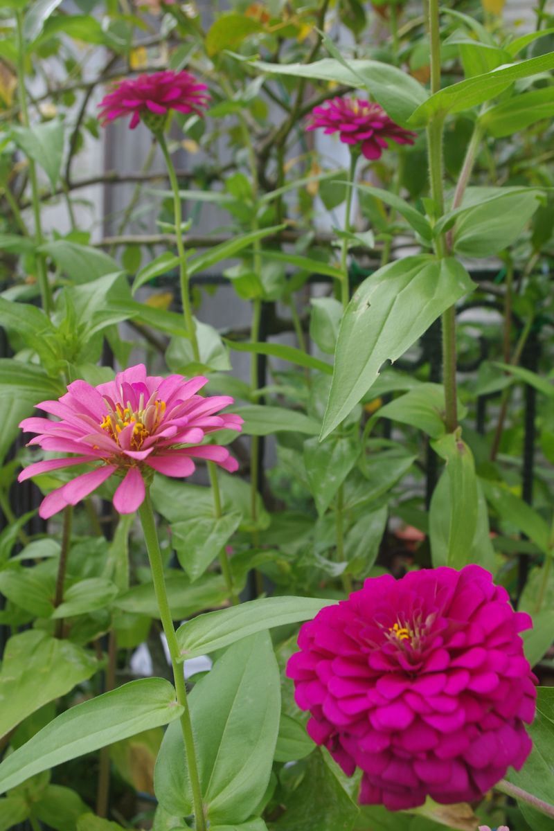 花チャレで余った百日草の種で再チャレンジ。 2ヶ月咲き続けています。