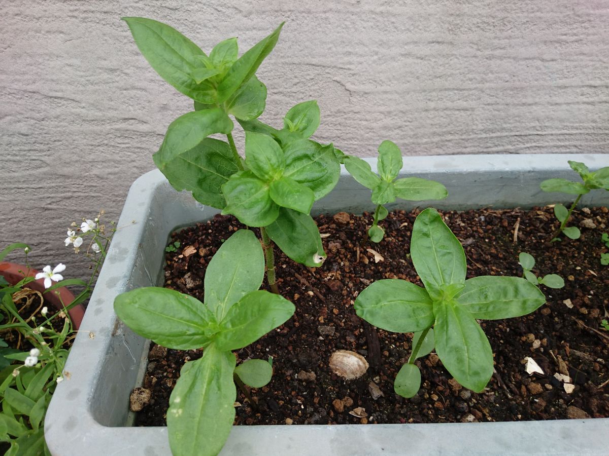 花チャレで余った百日草の種で再チャレンジ。 追い越すかも！