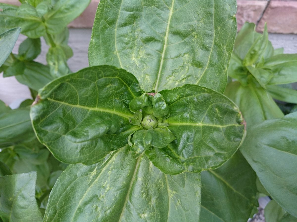 花チャレで余った百日草の種で再チャレンジ。 蕾がついてる❗