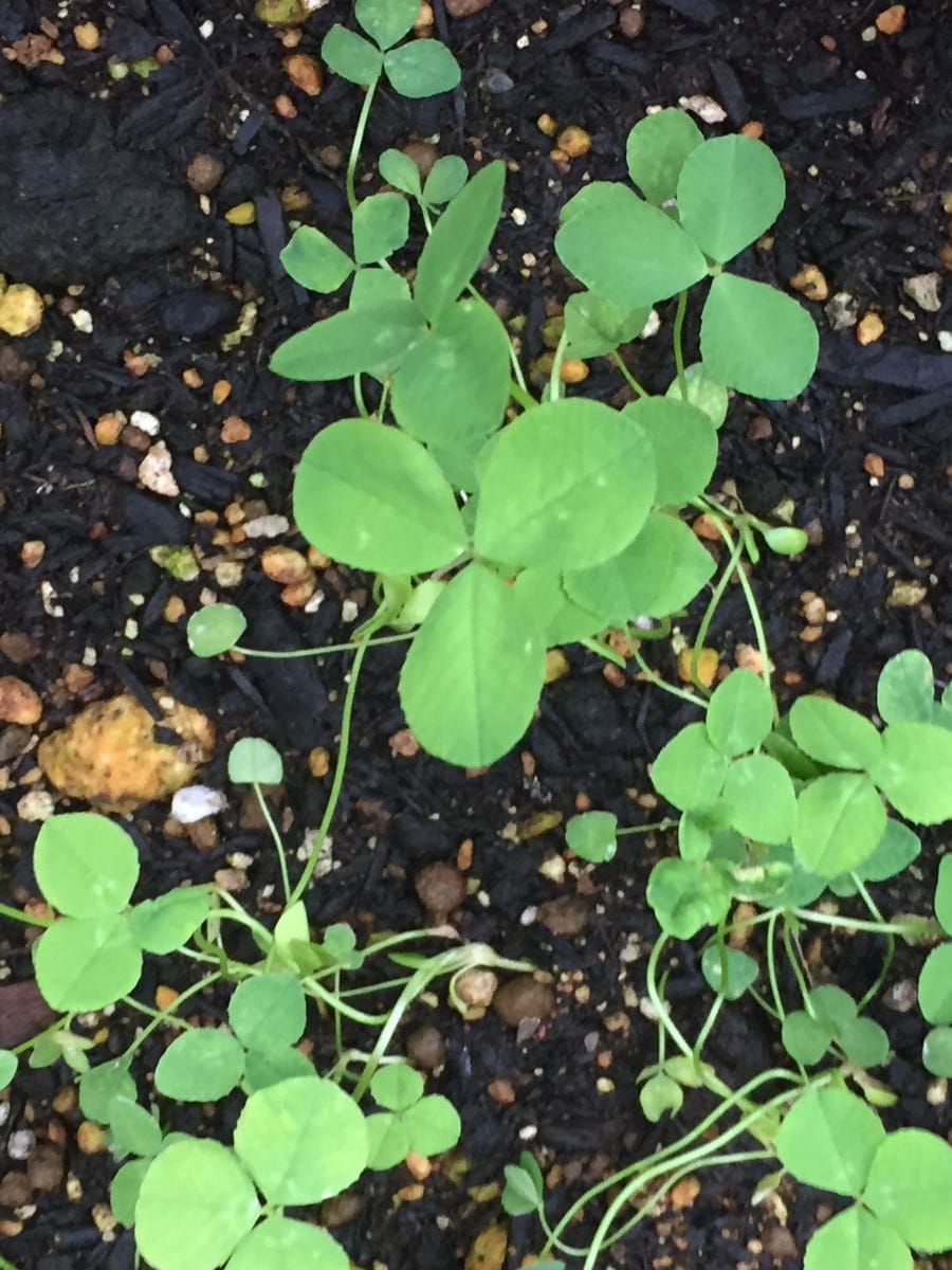 しあわせの四つ葉のクローバー🍀育てたい！ 順調に育っています✨