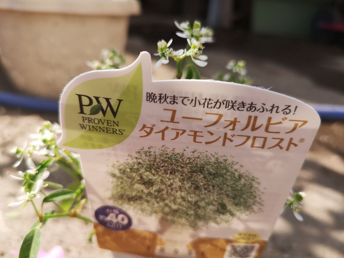 ユーフォルビア　ダイアモンドフォレストを大きくしたい ５月８日、植え付け