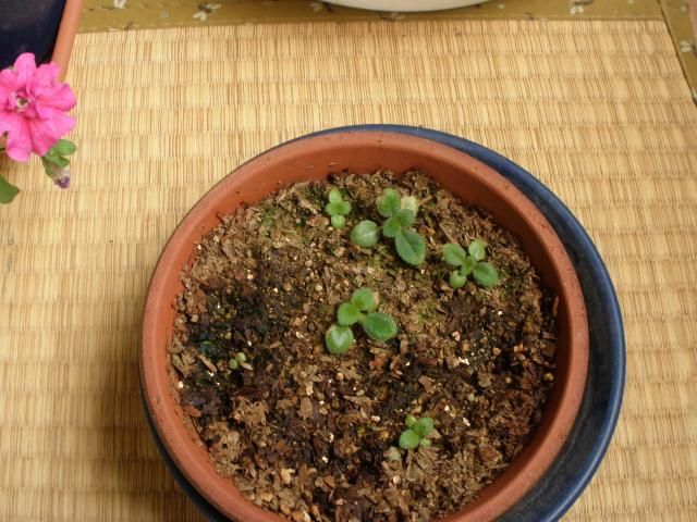 グロキシニア 10月がリミット? 浅鉢に植え広げた所