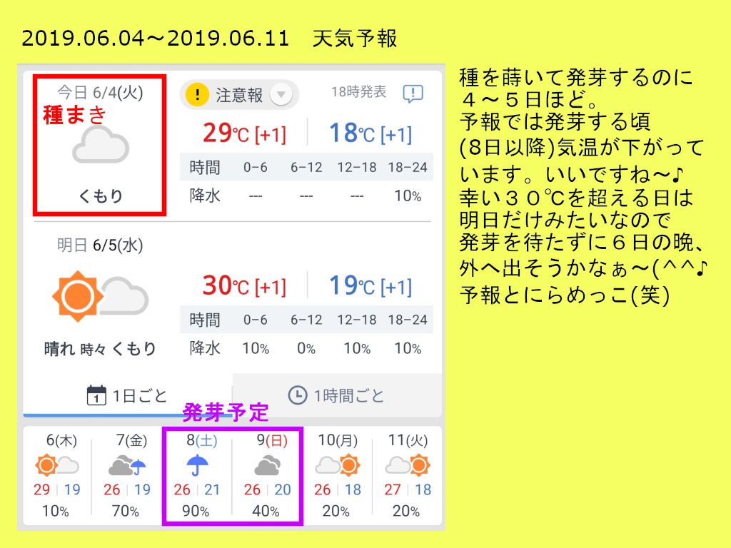 2019年　今年も懲りずにパンジー・ビオラの早蒔きに挑戦 2019.06.04_種まき①_天気予報