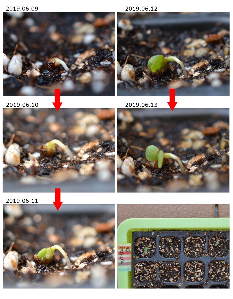 2019年　今年も懲りずにパンジー・ビオラの早蒔きに挑戦 2019.06.09～06.13まで