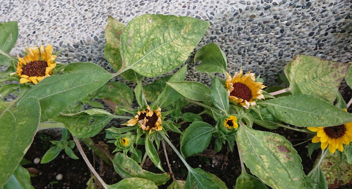 ミニひまわりに種から挑戦 次の花も🌻