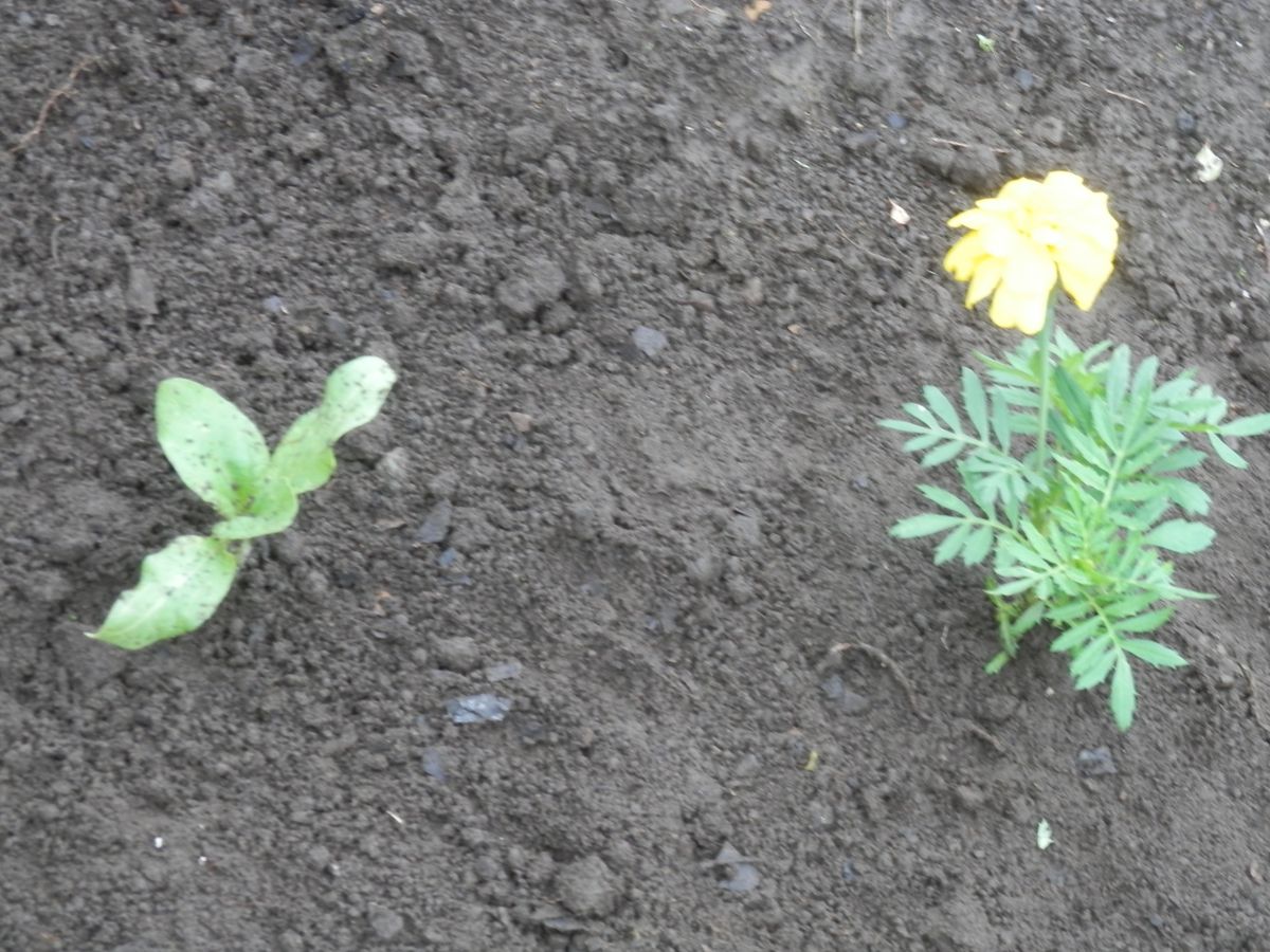 ひまわりプロジェクト・２０１９～前編 雨降りになる前に移植を決行