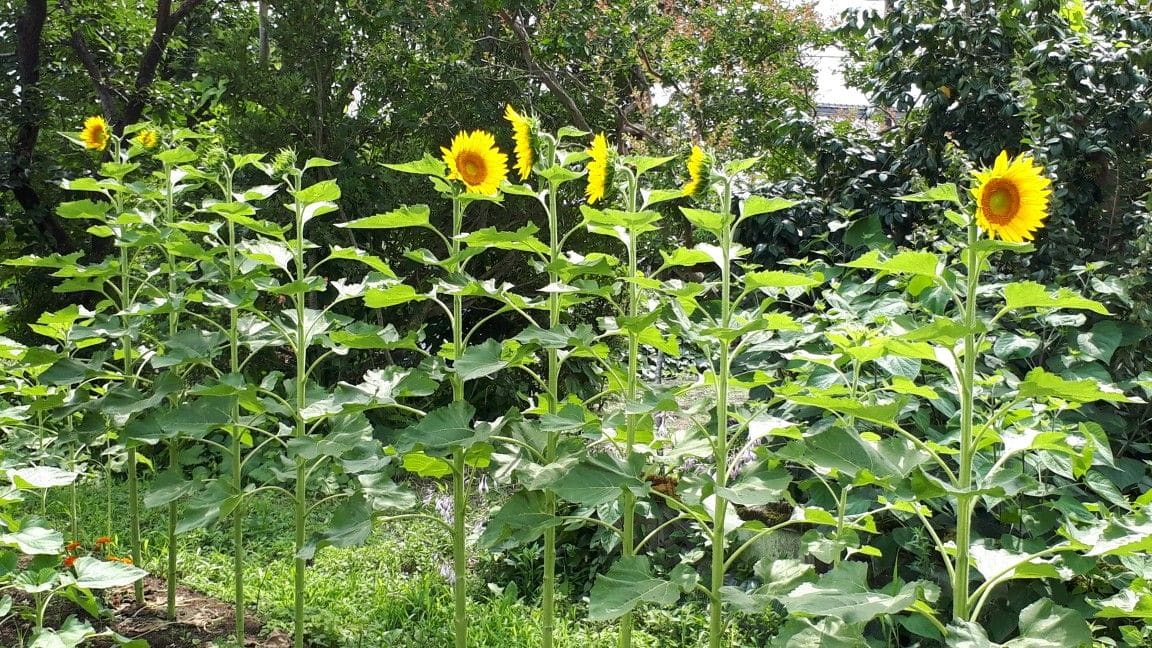 ひまわりプロジェクト・２０１９～前編 ６輪のひまわりが開花して～