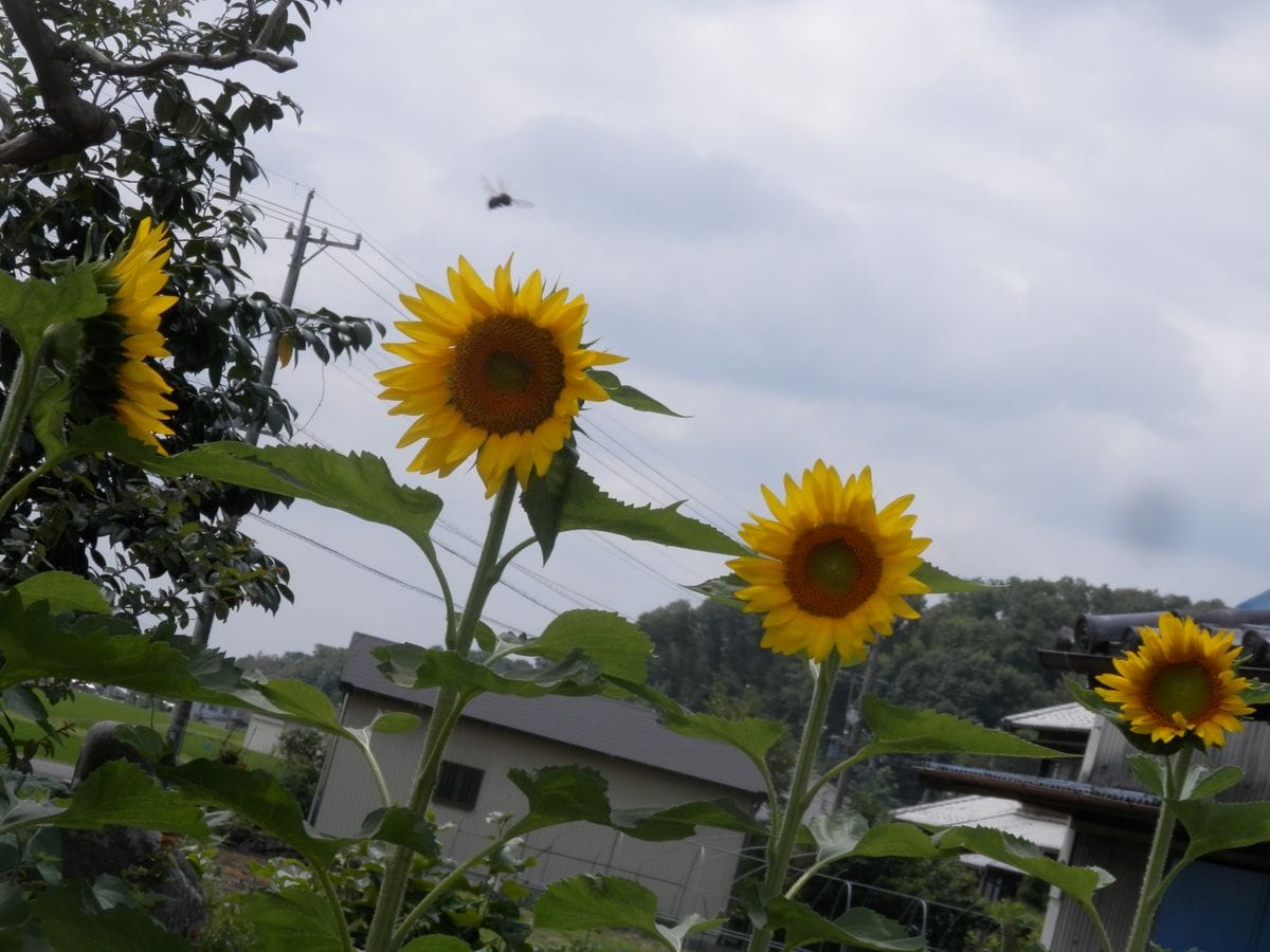 ひまわりプロジェクト・２０１９～前編 開花の始まりから５日目です