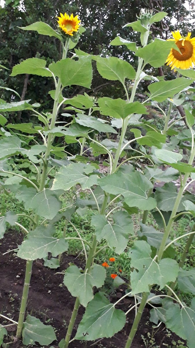 ひまわりプロジェクト・２０１９～前編 移植したのも開花し始めていました