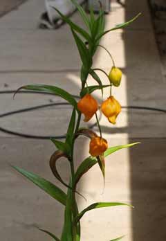 鉢植えサンダーソニア 花数少ないです