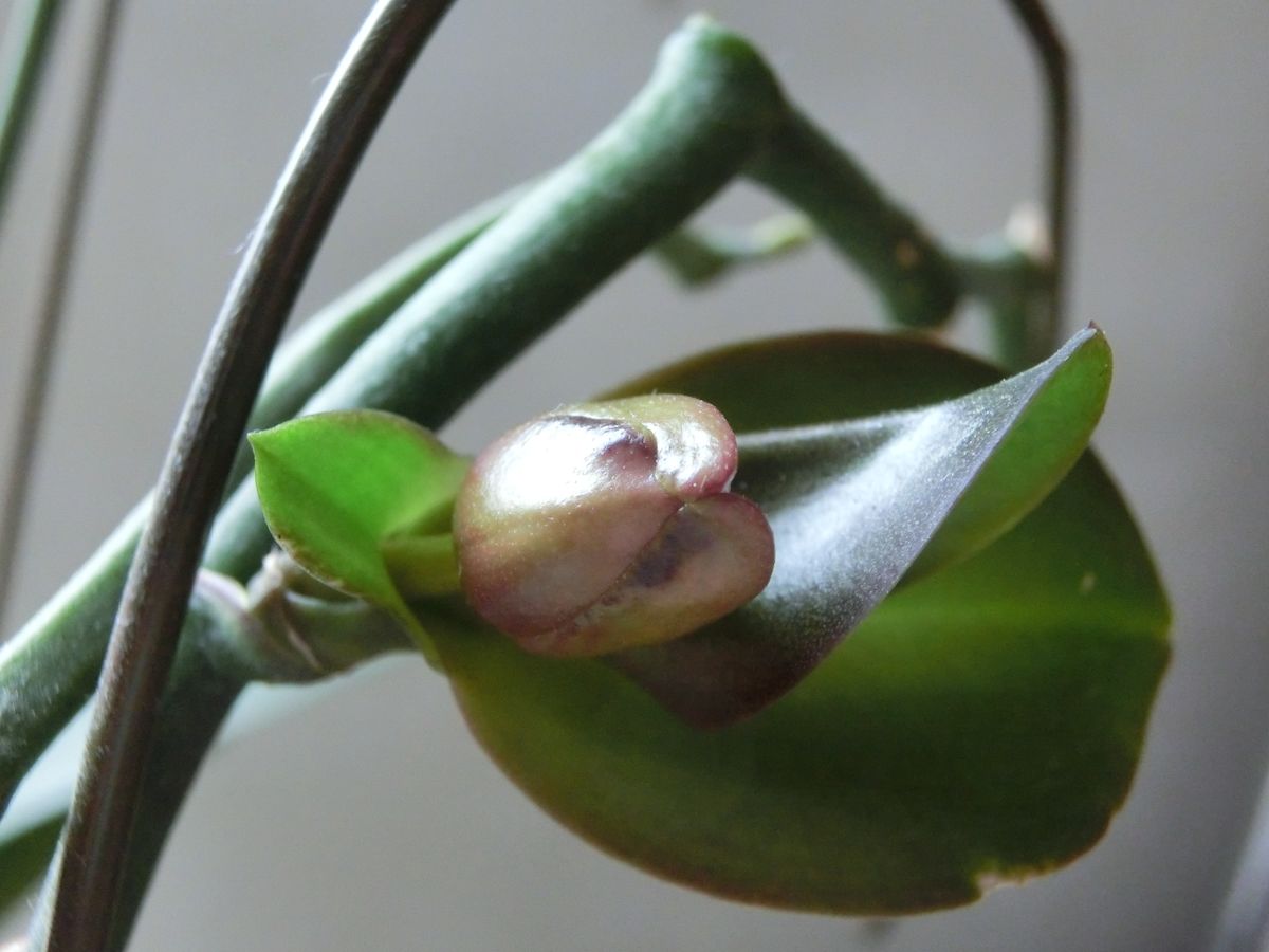 胡蝶蘭の高芽（終了） 蕾？