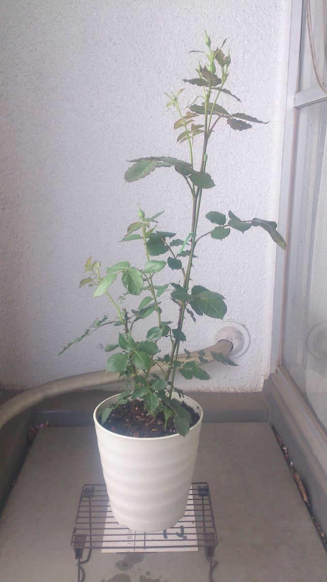 バラ新苗。ペネロペイアさんを大事にお育てして参ります。 植え付けました。