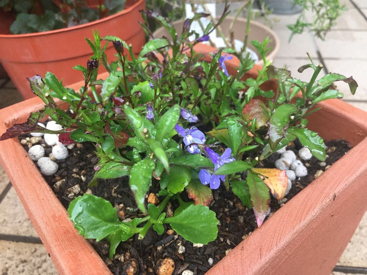 瑠璃色のかぜが吹く庭で。 蕾とライトブルーの花がちらほら