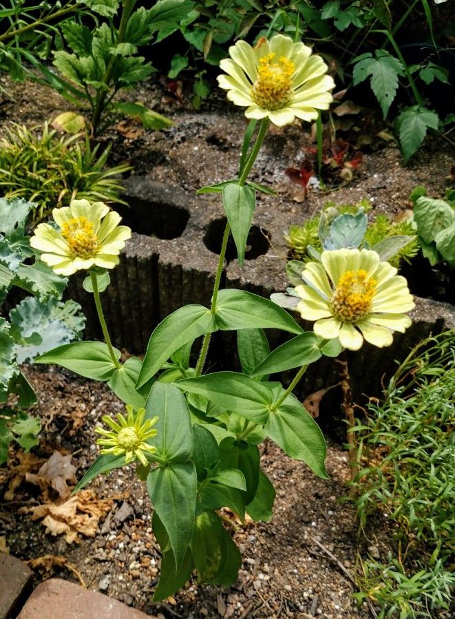 くいーん　らいむ 花壇に植え替え