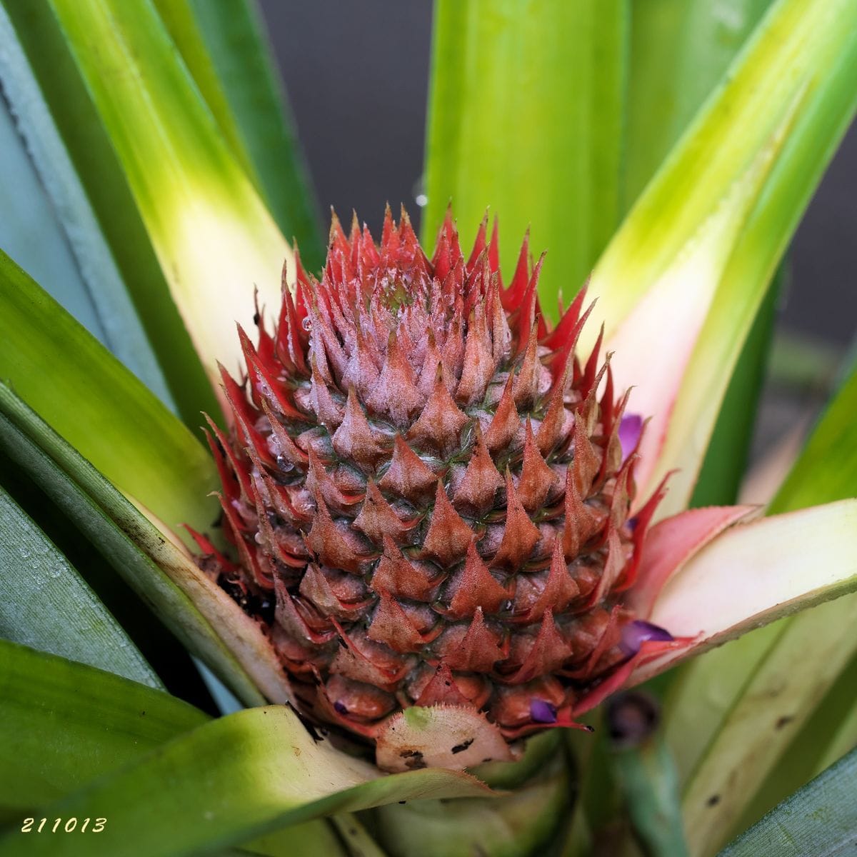 食べたパイナップルのヘタを挿し芽して実をつけさせる！ 一週間たって