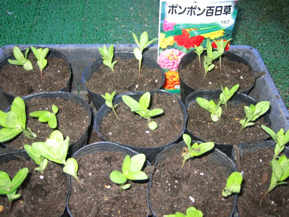 お気に入りの花を育てる。 お気に入りの花を育てる。