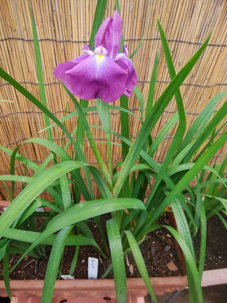 種から育てている花菖蒲の花が見たい　その２ 2019年6月12日　3本目開花