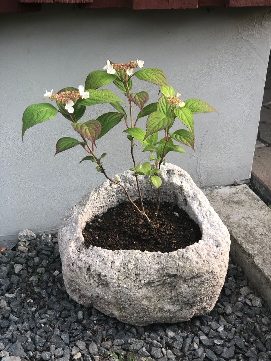 初めての山紫陽花 2019.5.22