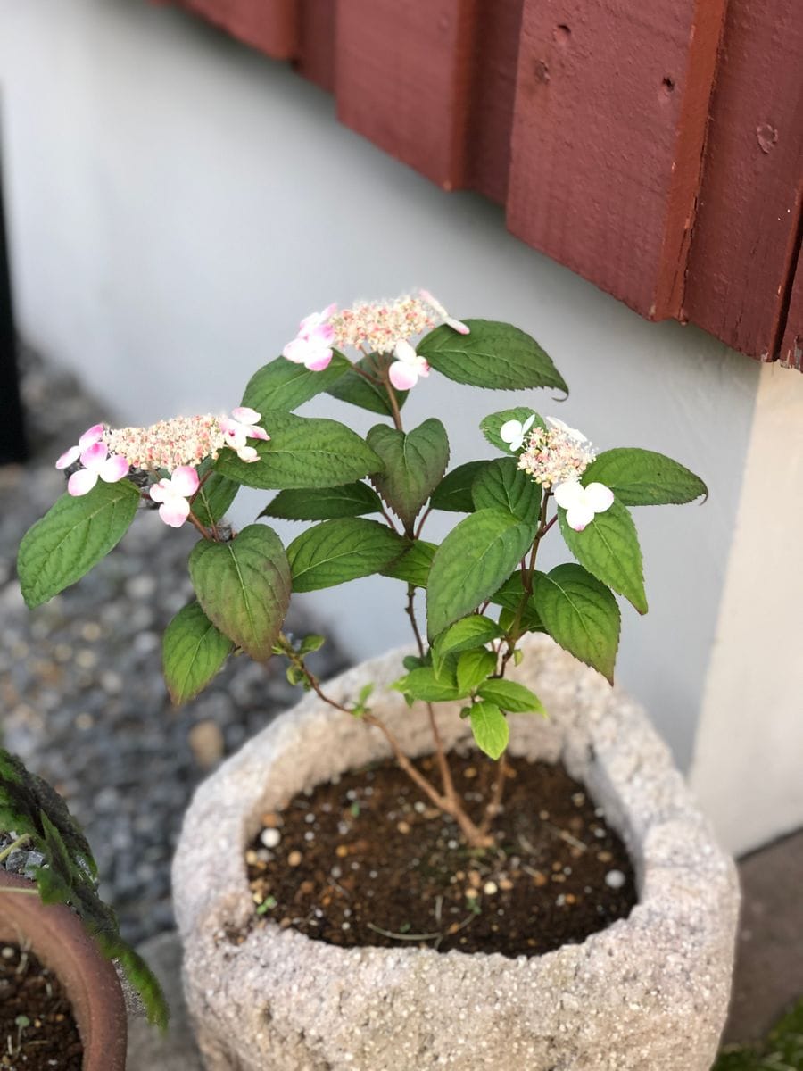 初めての山紫陽花 2019.6.3