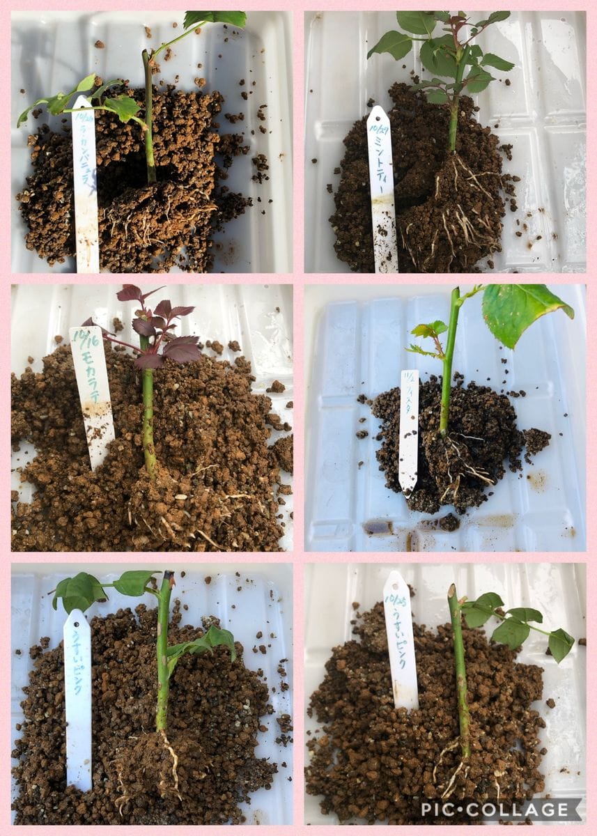 バラの挿し木 秋に挿し木した切り薔薇