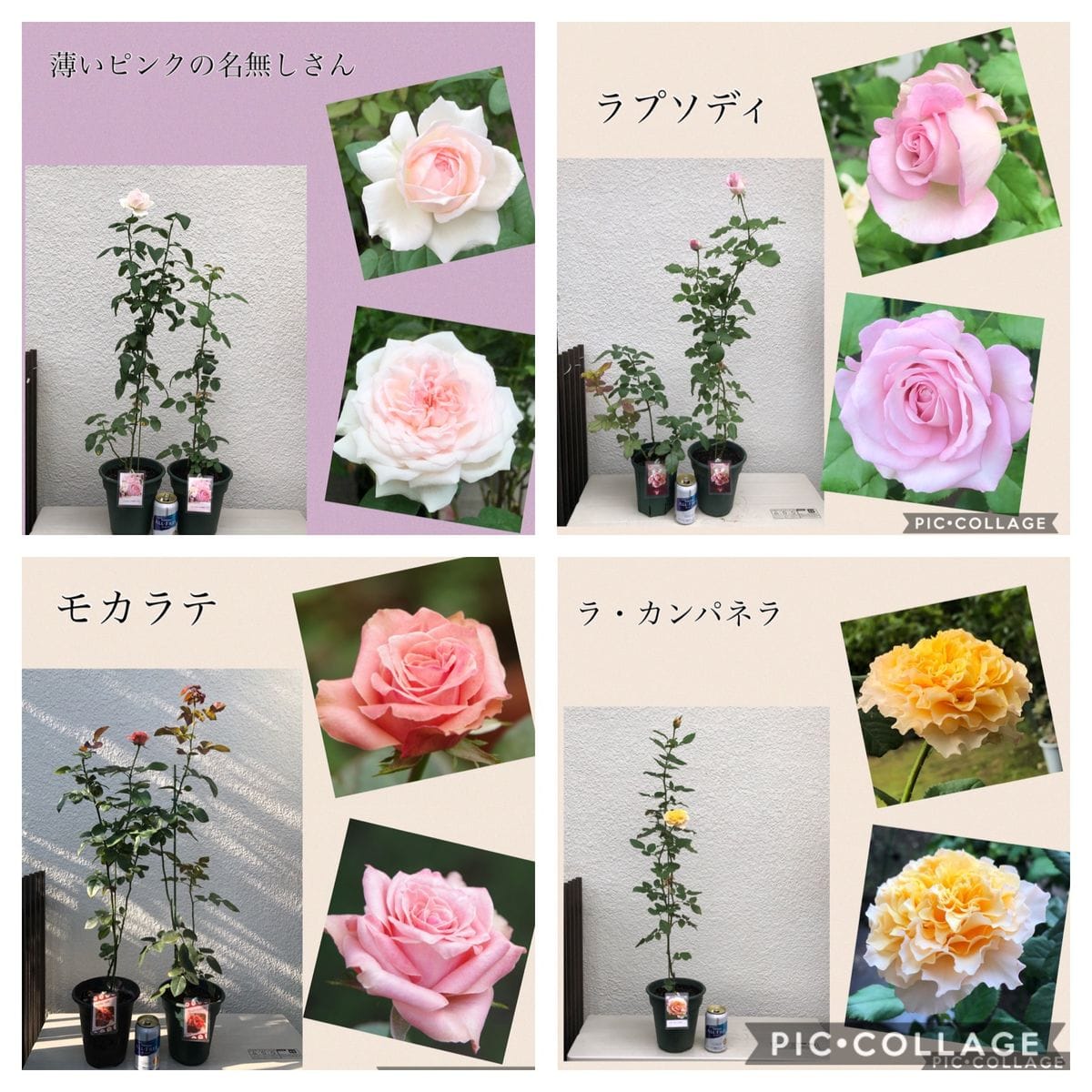 バラの挿し木 開花報告です。🌹