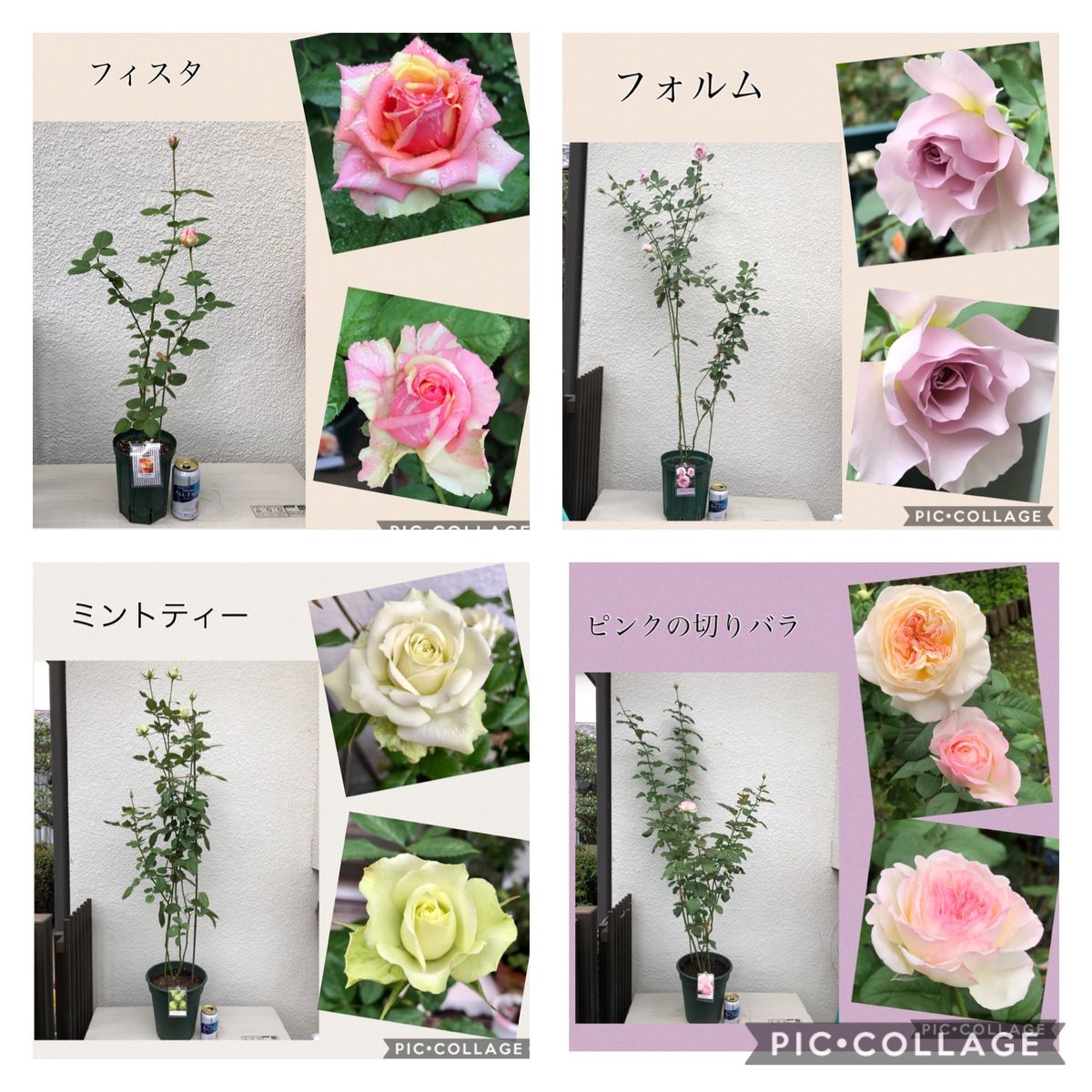 バラの挿し木 開花報告です。🌹