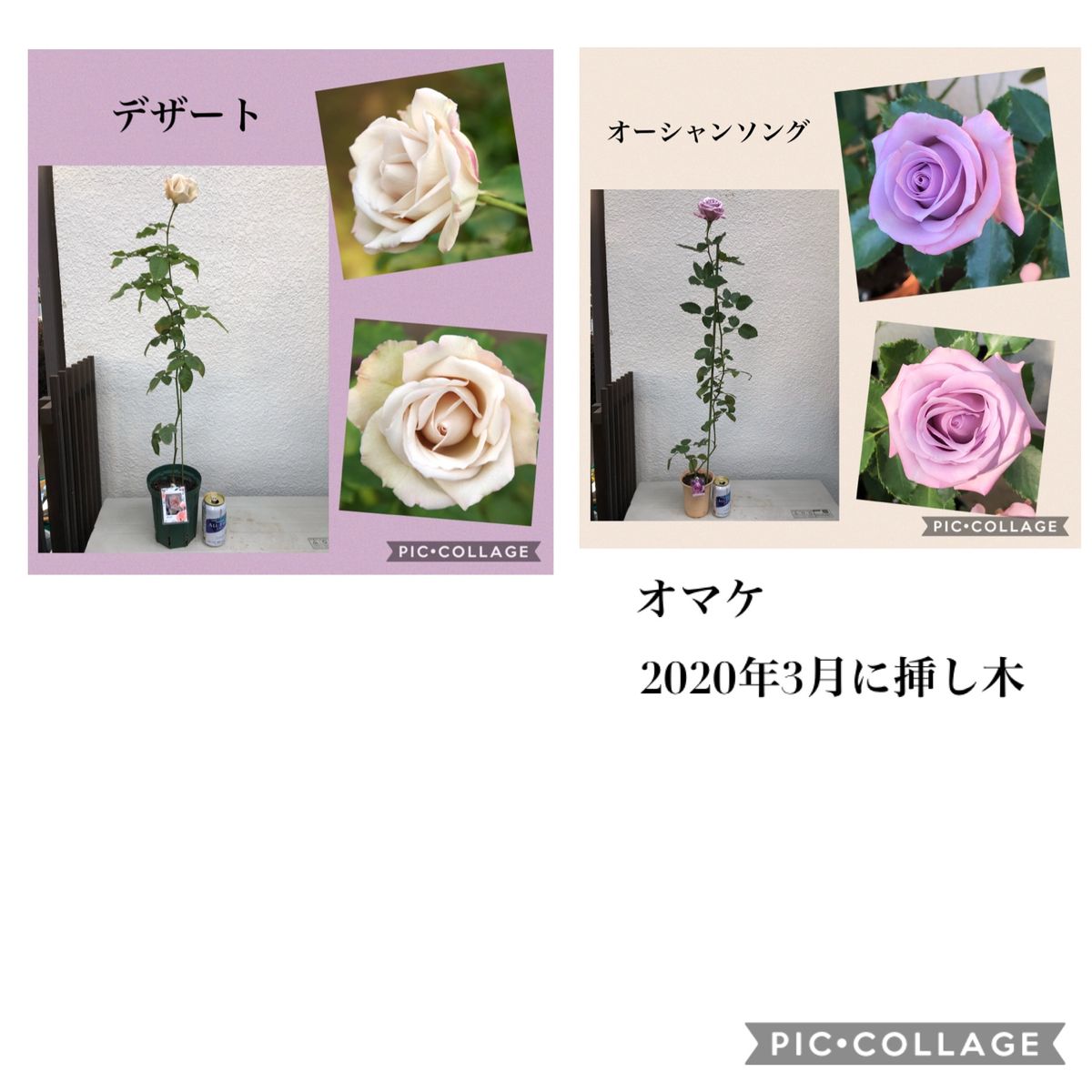 バラの挿し木 開花報告です。🌹