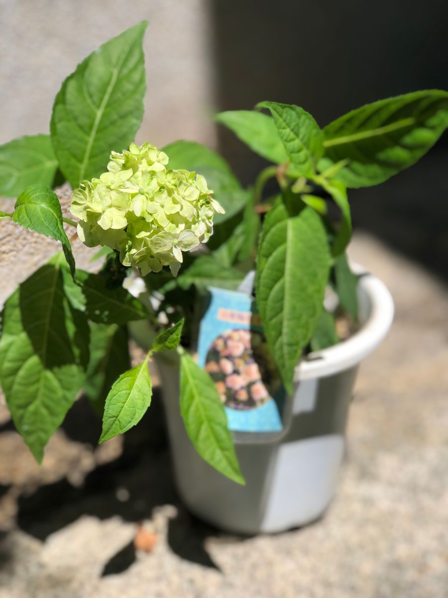 白扇・未来・恋路ヶ浜の挿し木 白扇(山紫陽花)が開花しました。