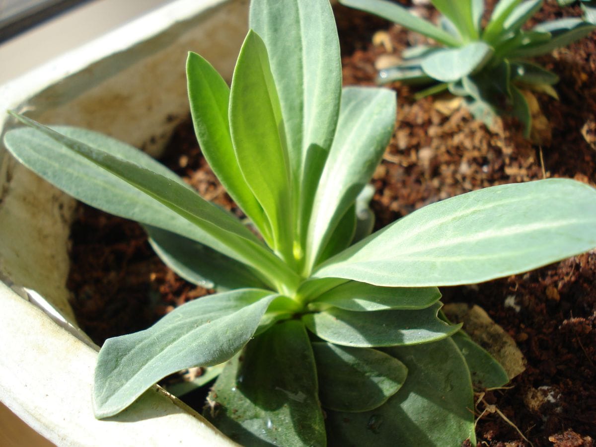 トルコギキョウの種まき　３度目の挑戦😊 先端が少し伸びてきた~🌱👀✨✨