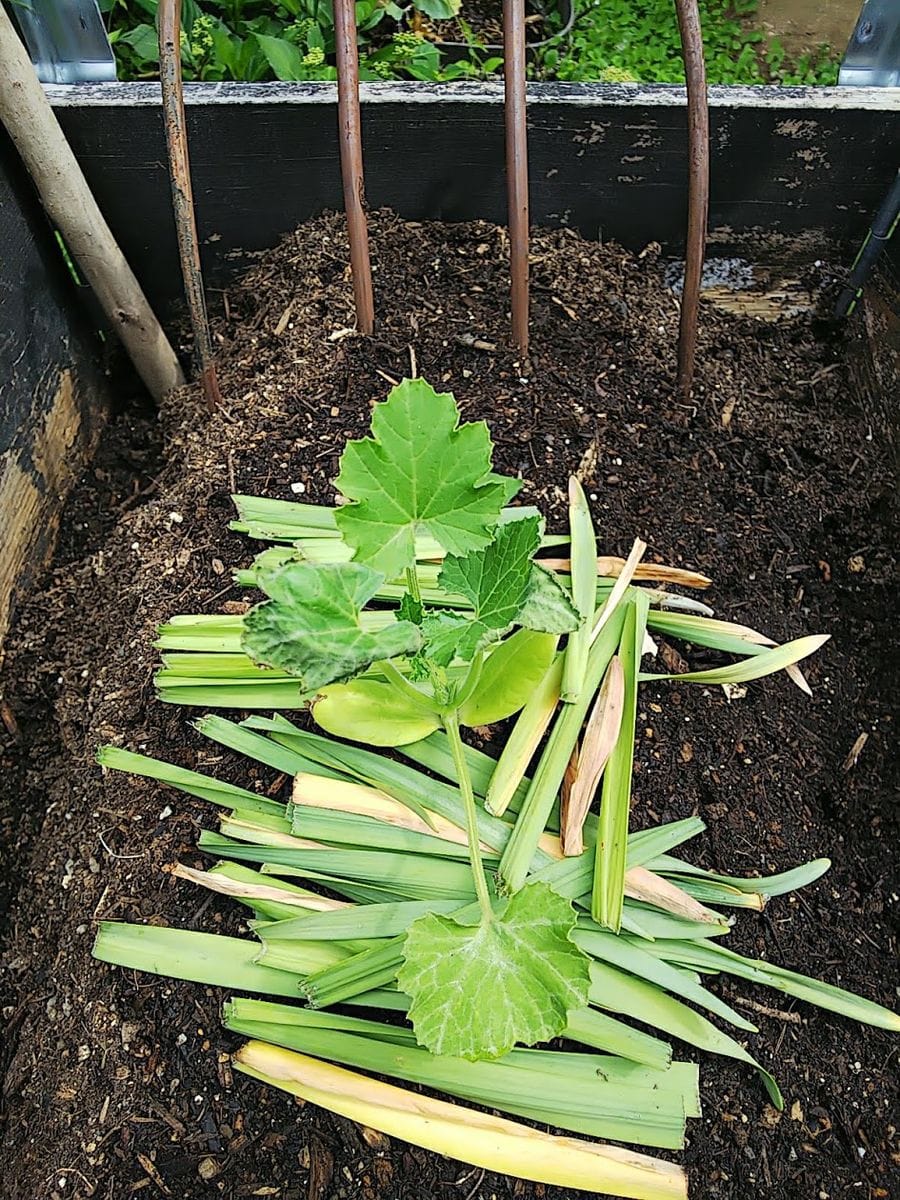 小さな山の天辺の、小さな菜園でズッキーニを種から育てる。 マルチング