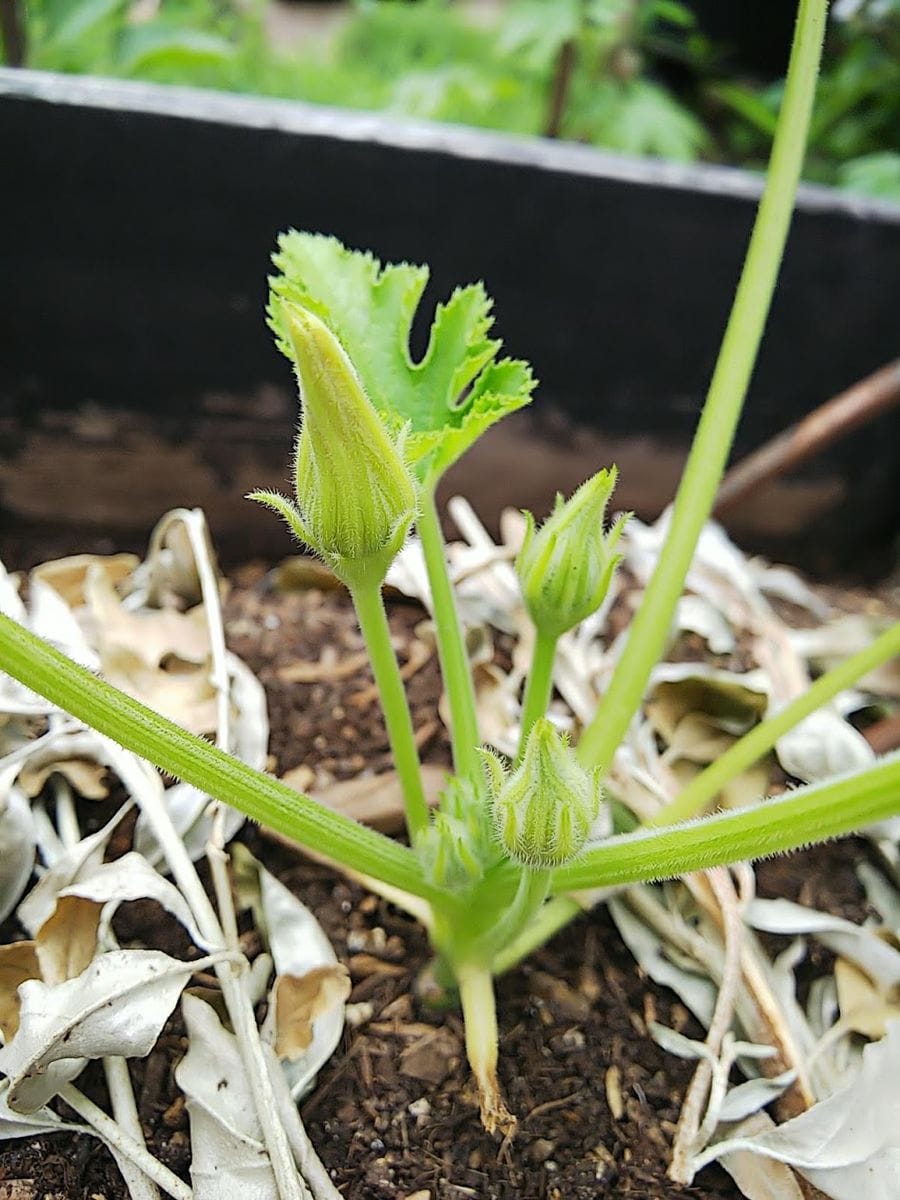 小さな山の天辺の、小さな菜園でズッキーニを種から育てる。 気づけばやっと...