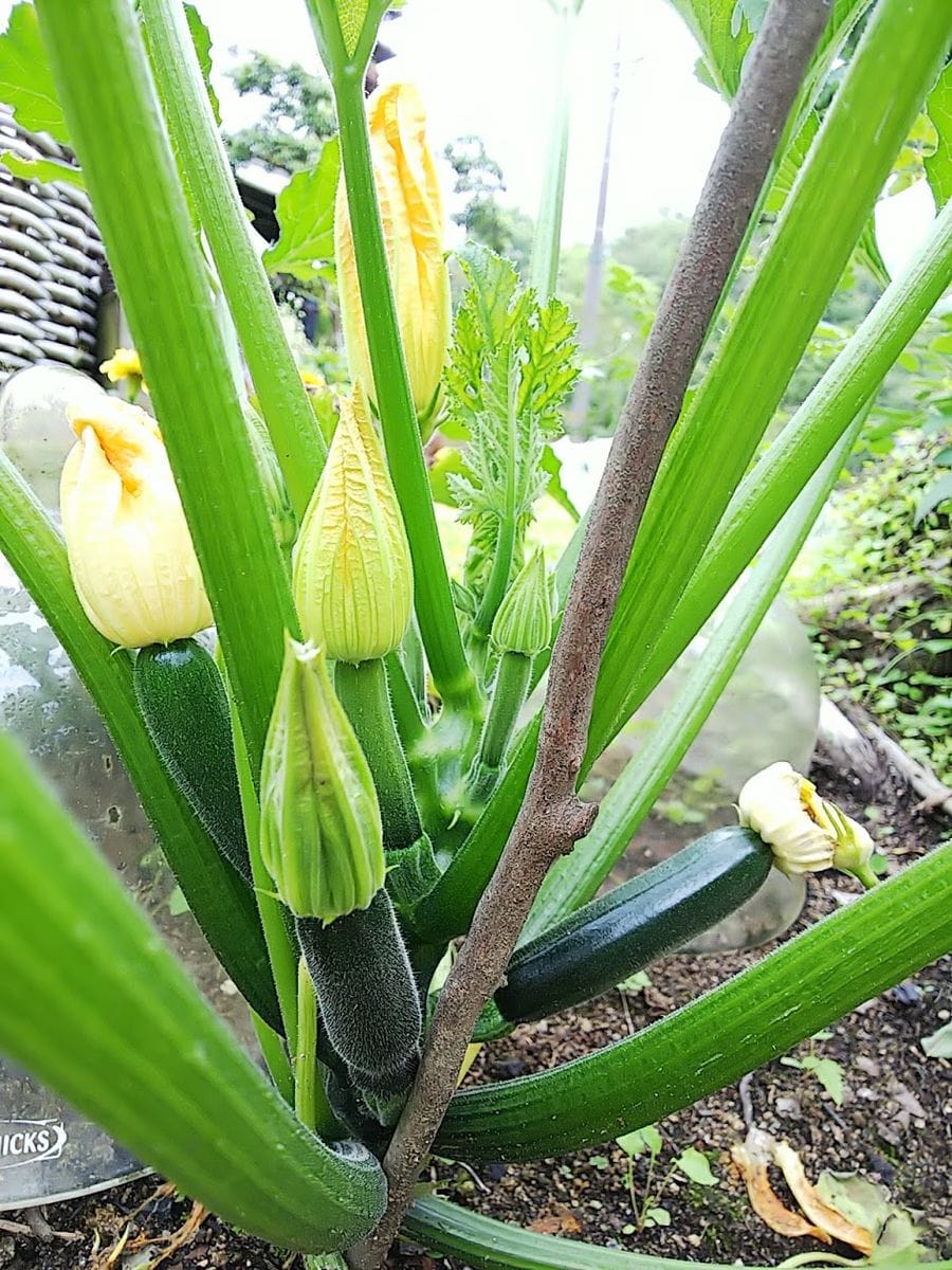 小さな山の天辺の、小さな菜園でズッキーニを種から育てる。 まだ待つよ