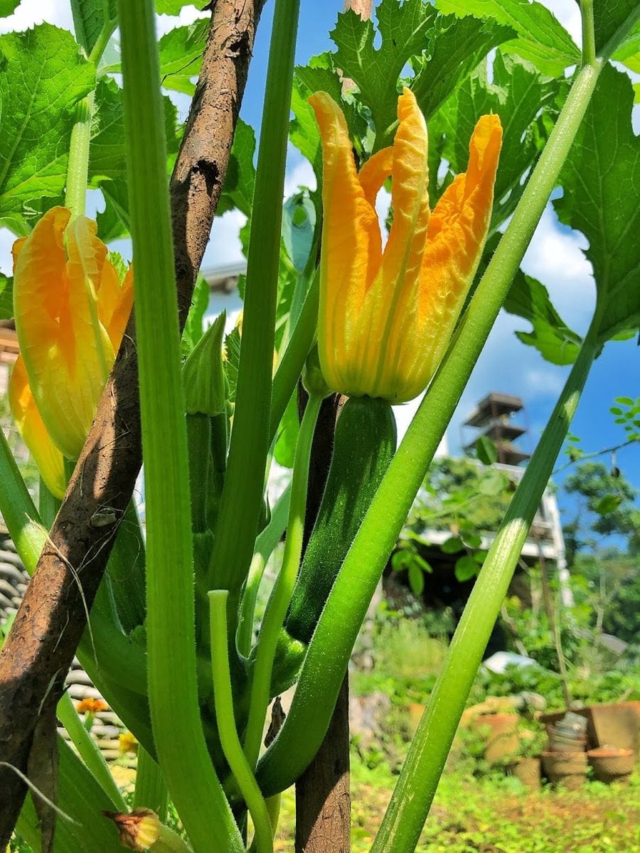 小さな山の天辺の、小さな菜園でズッキーニを種から育てる。 まだまだ