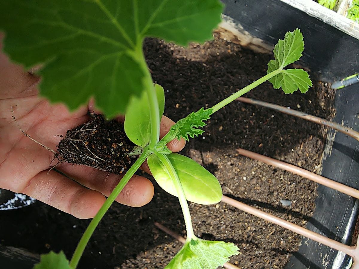 小さな山の天辺の、小さな菜園でズッキーニを種から育てる。 小さな山の天辺の菜園でズッキーニ 定植!