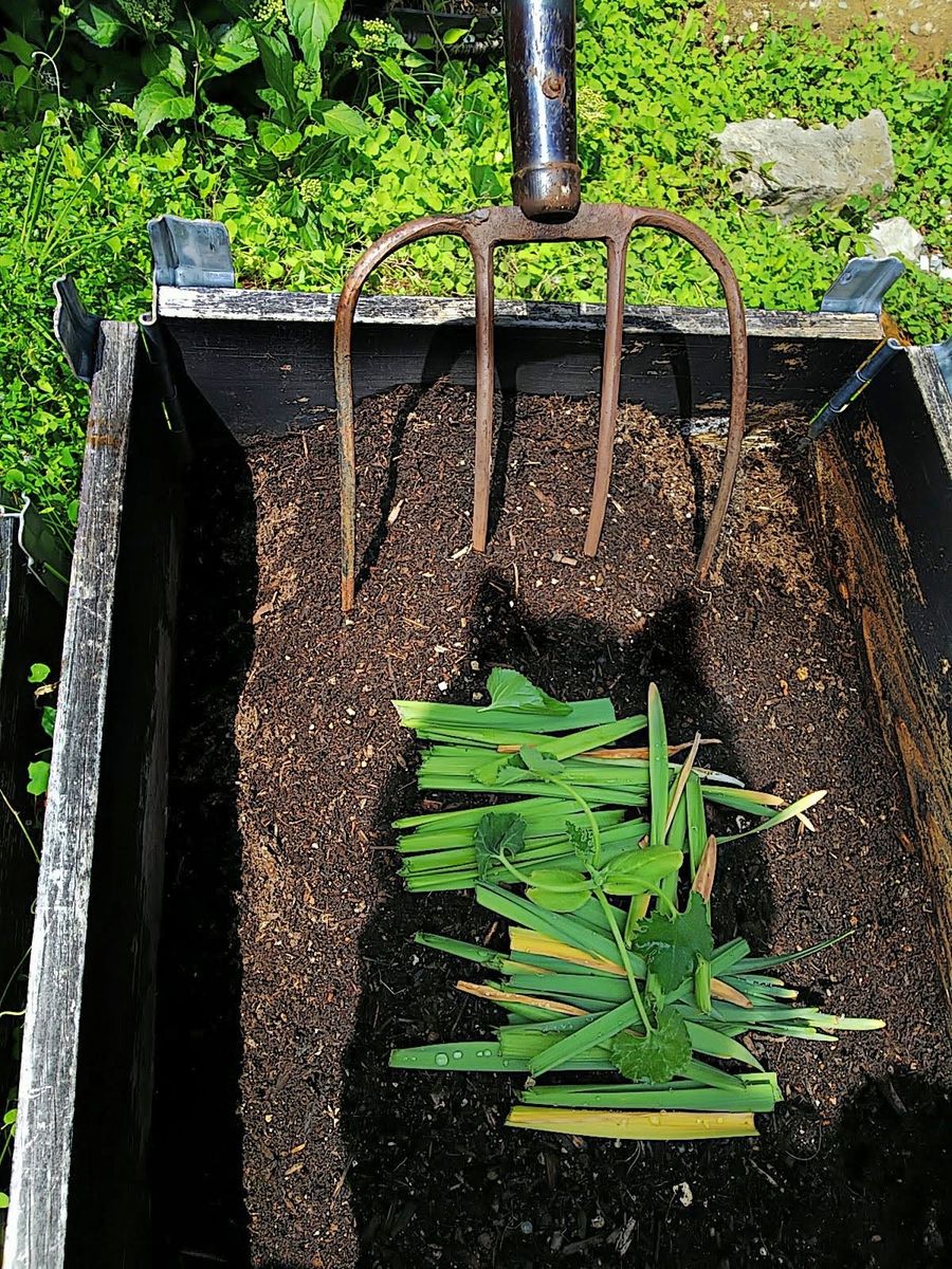 小さな山の天辺の、小さな菜園でズッキーニを種から育てる。 小さな山の天辺の菜園でズッキーニ 定植!