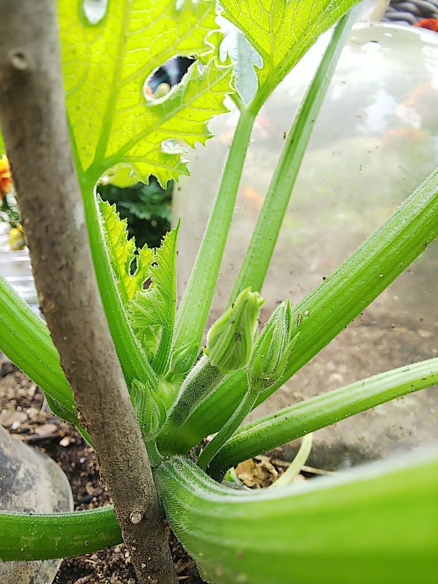 小さな山の天辺の、小さな菜園でズッキーニを種から育てる。 小さな山の天辺の菜園でズッキーニ 雌花！