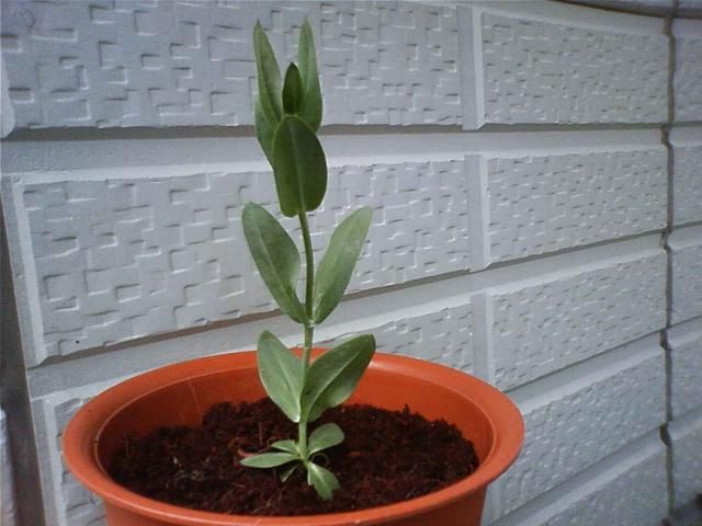 初めてのトルコギキョウ ８月１日　鉢植えにしました