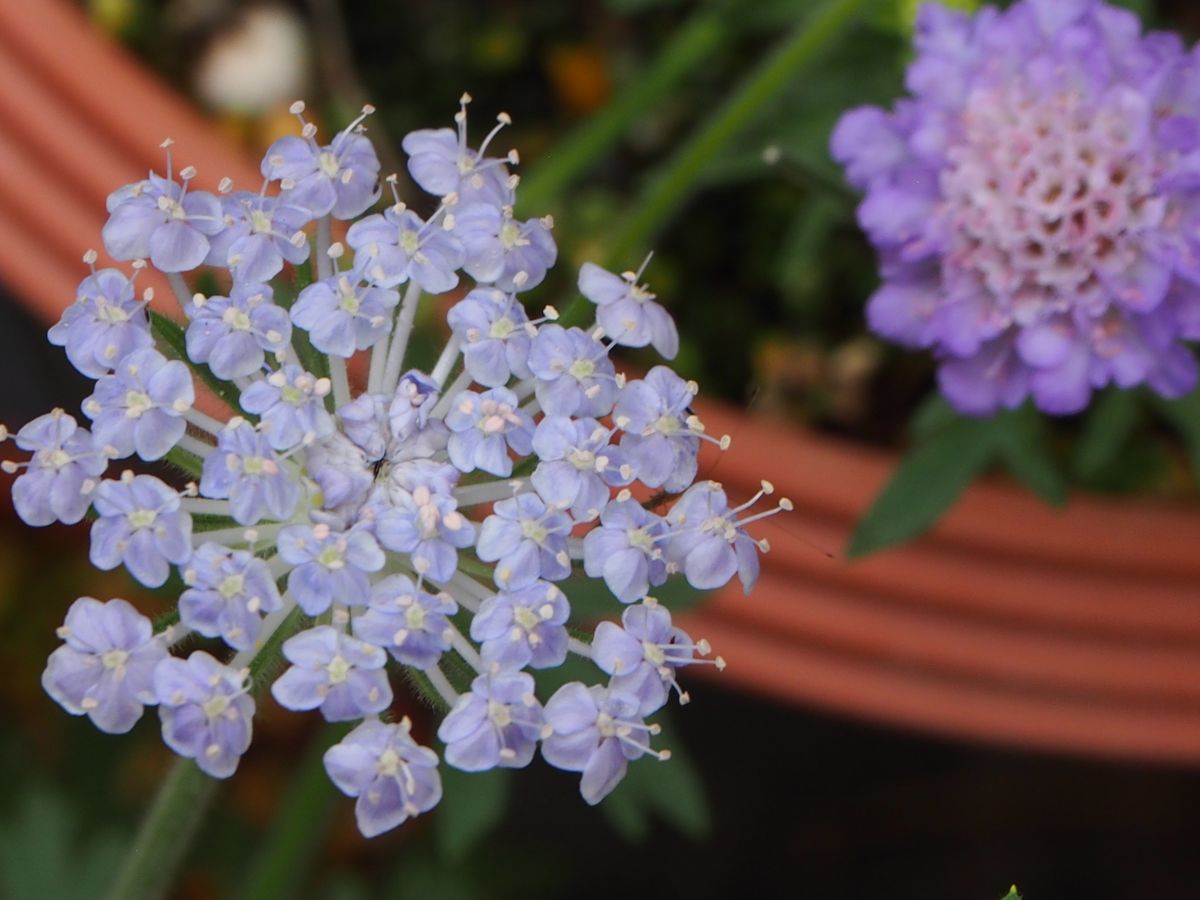 種からブルーレースフラワー　蒔くなら秋？春？ 7月4日　初花です。