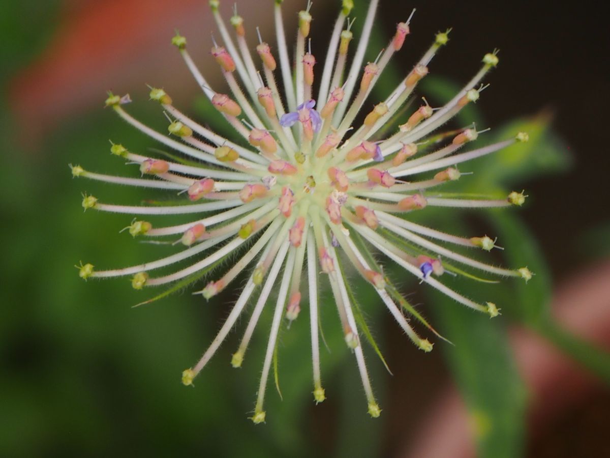 種からブルーレースフラワー　蒔くなら秋？春？ 花の終わりは打ち上げ花火