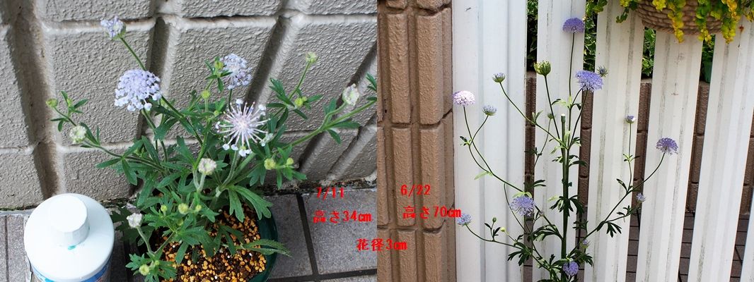 種からブルーレースフラワー　蒔くなら秋？春？ 春蒔きと秋蒔きを比べてみました。