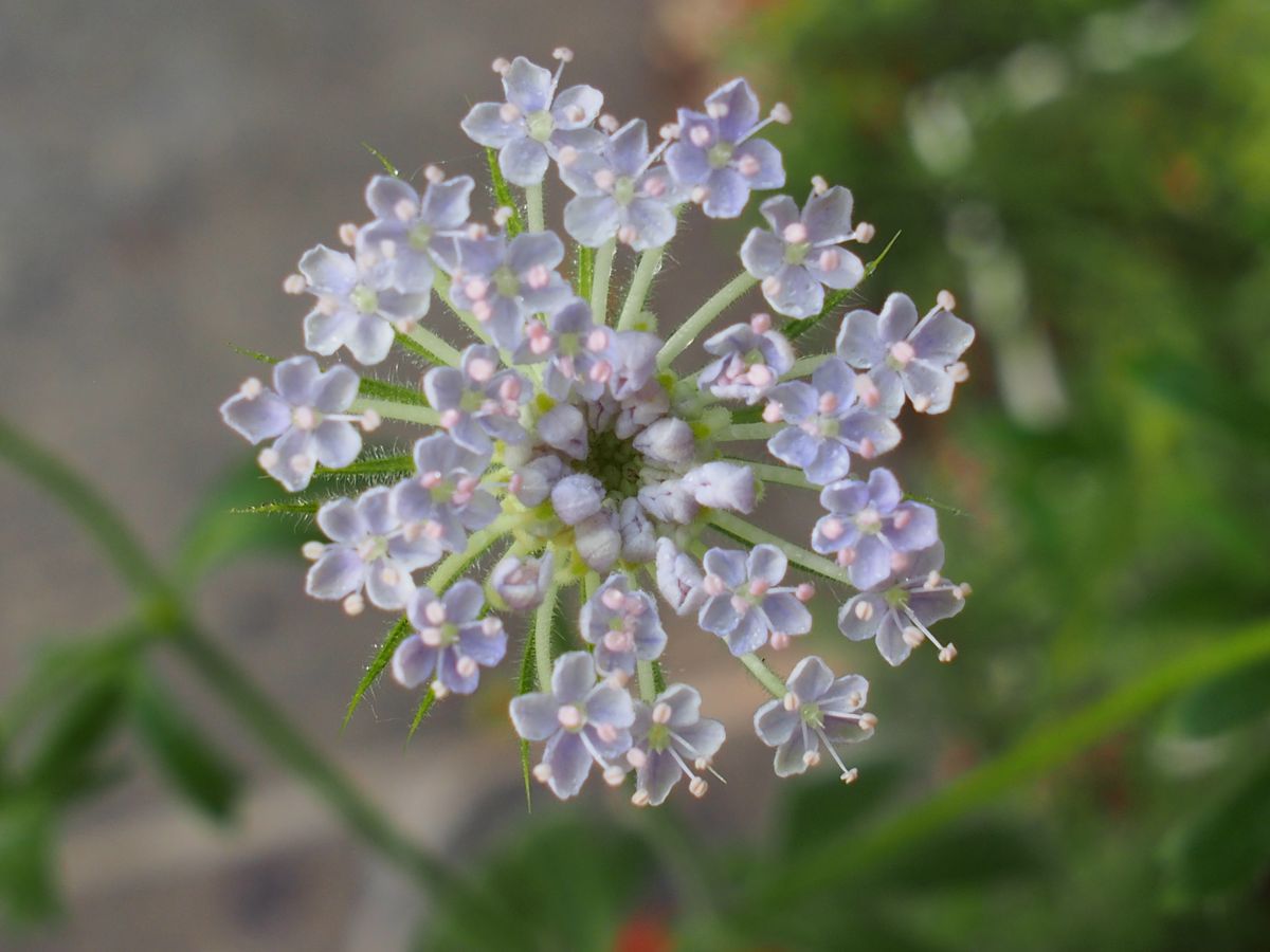 種からブルーレースフラワー　蒔くなら秋？春？ 咲きました♪