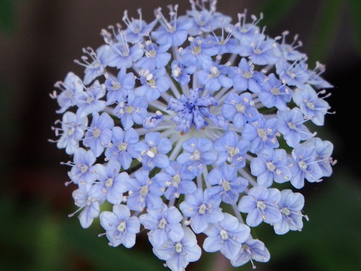 種からブルーレースフラワー　蒔くなら秋？春？ 咲きました。