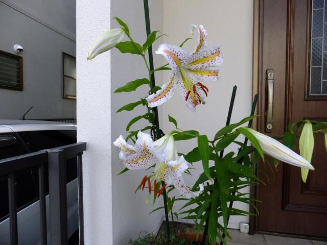 神奈川県の県花ですが　殆ど見かけません 初めて育てた山百合