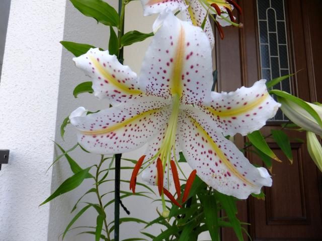 神奈川県の県花ですが　殆ど見かけません