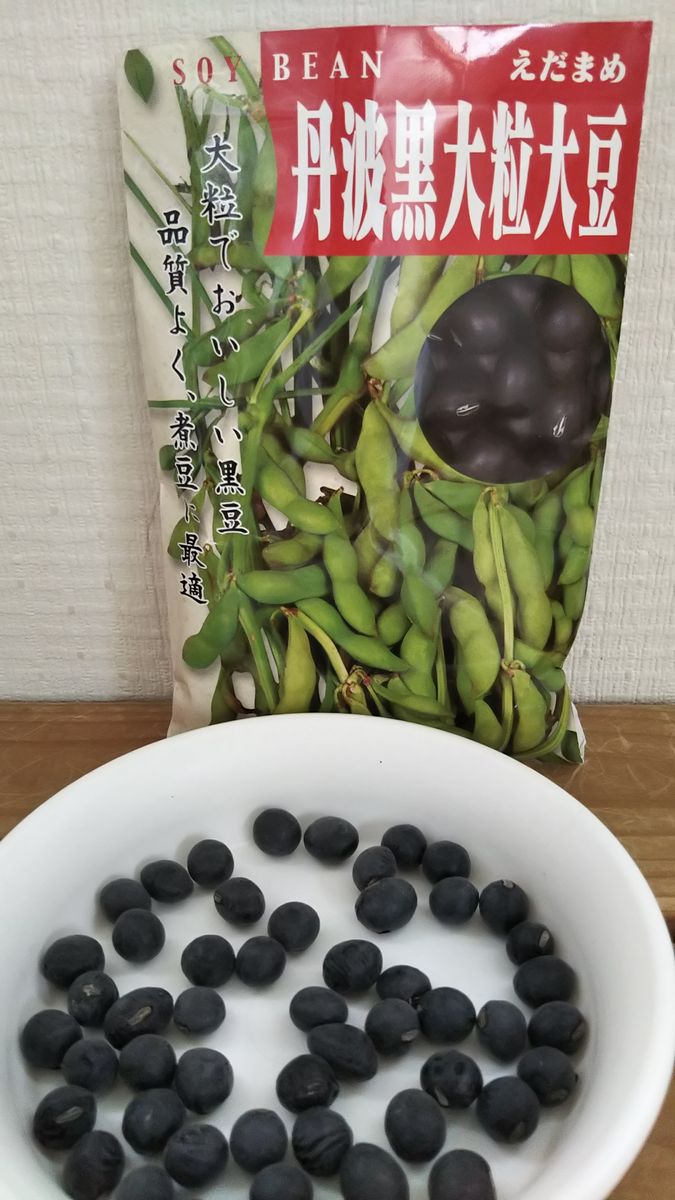 再び、おせちの黒豆を自分で育てられたら良いなぁ～（リベンジ！） 7月に入ったのでスタートします。