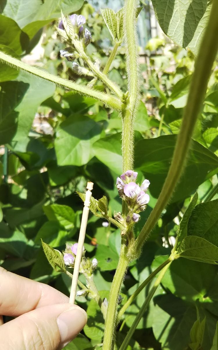 再び、おせちの黒豆を自分で育てられたら良いなぁ～（リベンジ！） 黒大豆のお花の大きさ