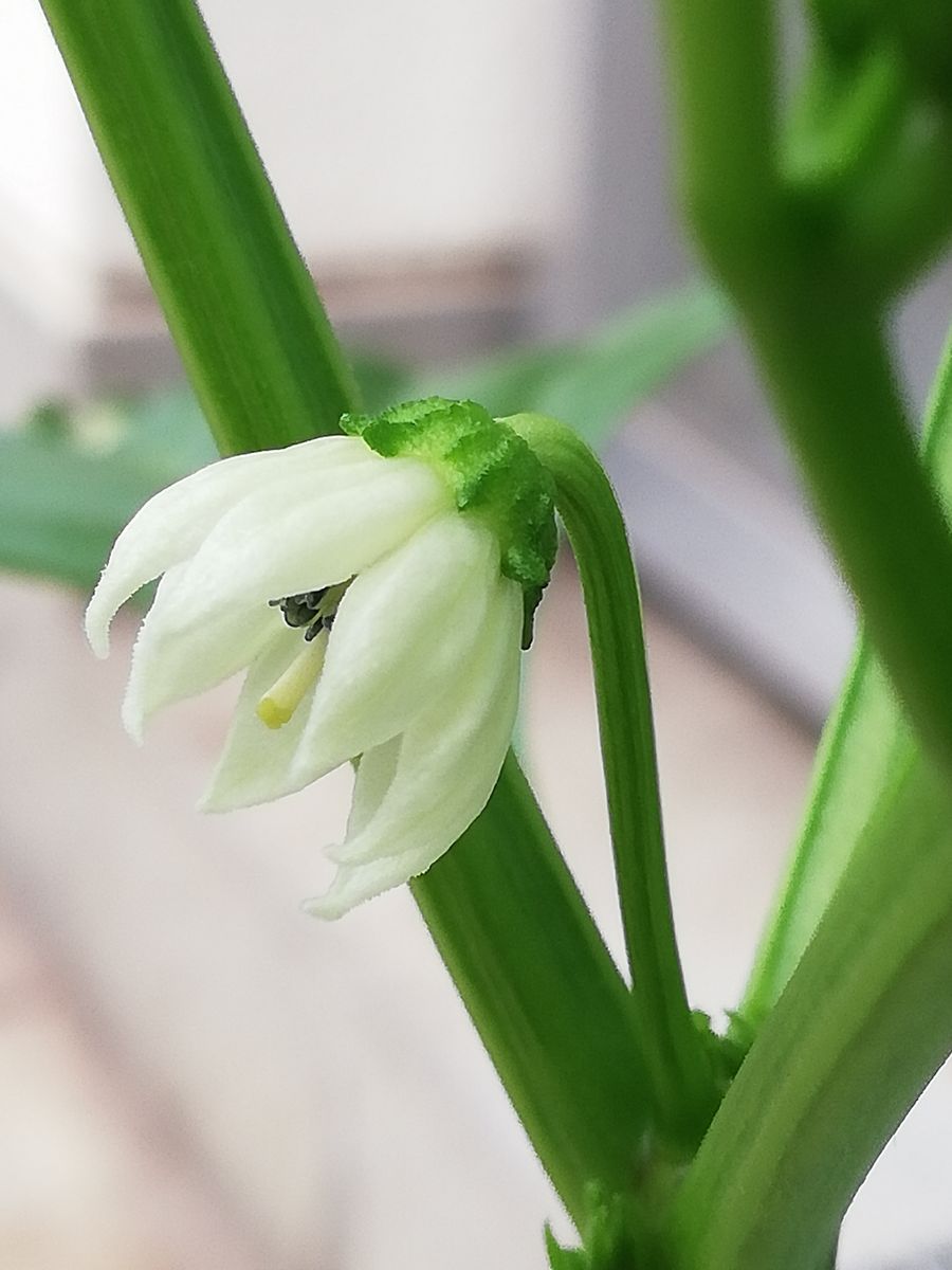 赤ピーマン💚種から水耕栽培 開花しました