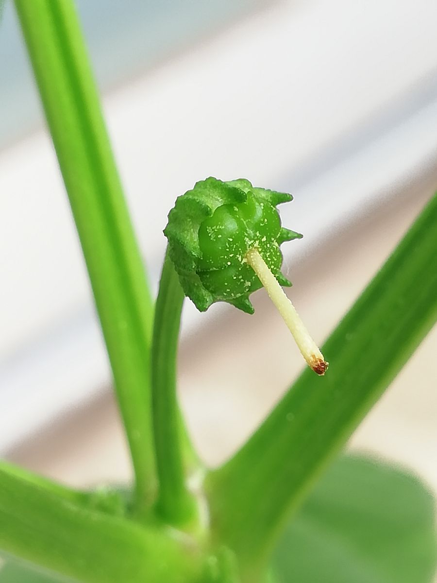 赤ピーマン💚種から水耕栽培 花が落ちた後