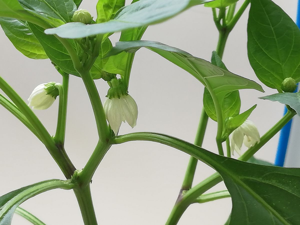 赤ピーマン💚種から水耕栽培 ３番花が咲く